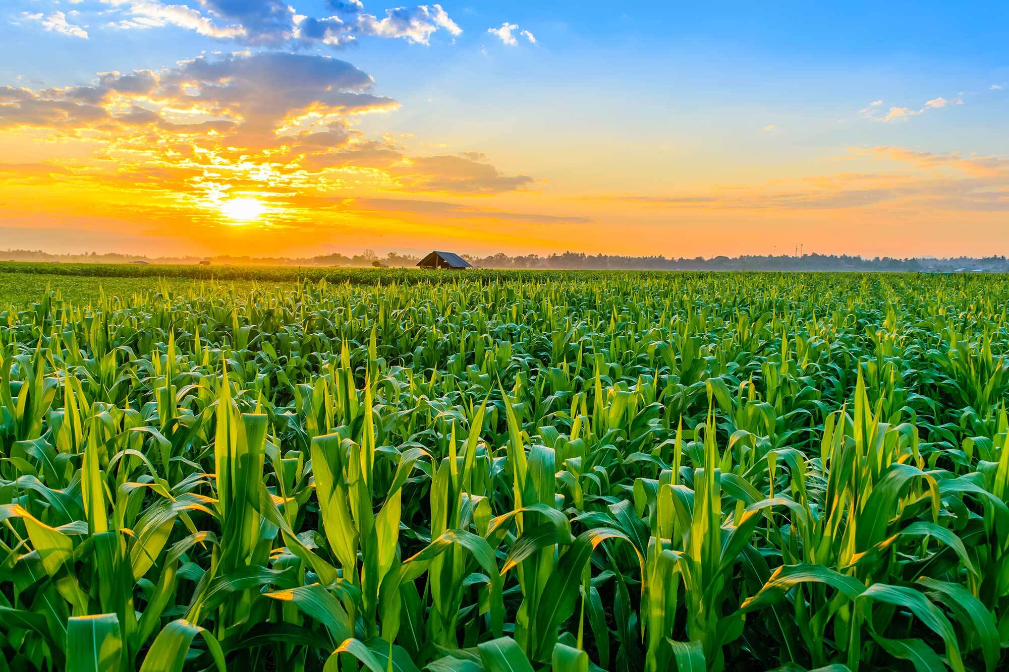 Sustainable Farming Image